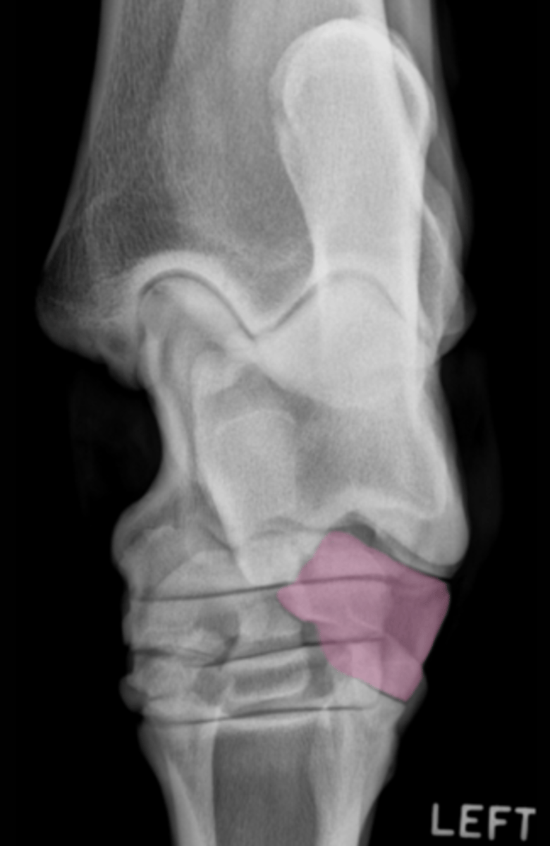 <p>What bone is highlighted here?</p>