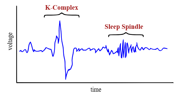 <p>unique to stage 2</p><p>the brain is shutting out external stimuli (ability to hear and sense of surroundings)</p><ul><li><p>shut out what we don’t need so brain can go into deep sleep</p></li></ul><p></p>