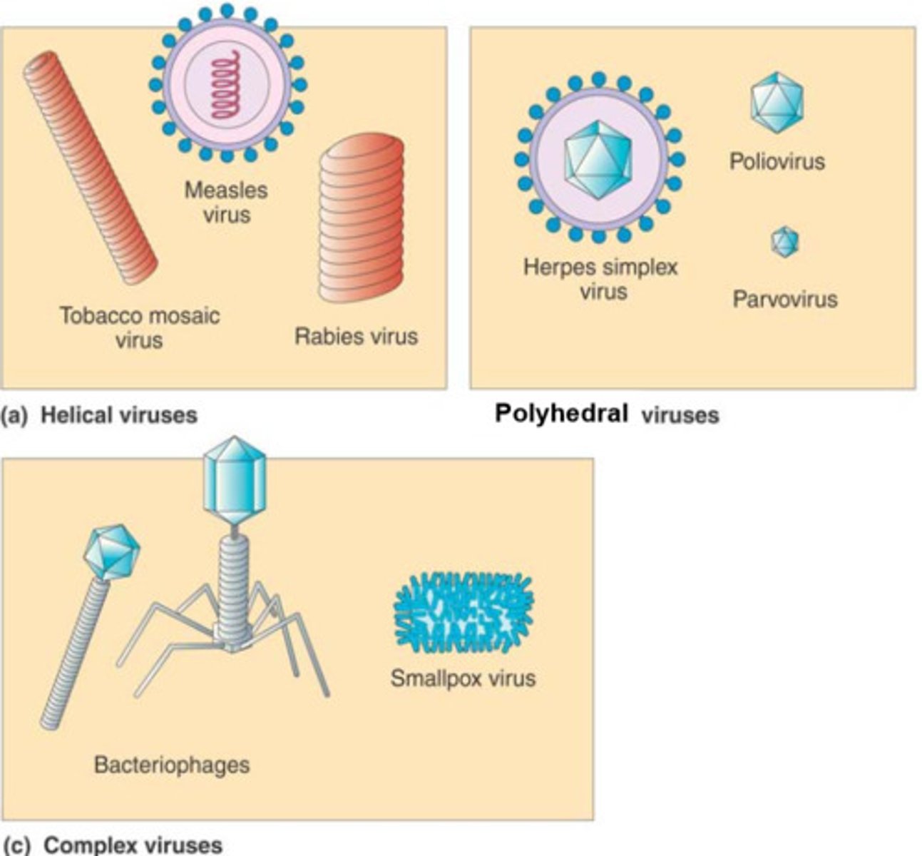 <p>Helical Viruses</p><p>Polyhedral Viruses</p><p>Enveloped Viruses - Enveloped Helical Viruses, Enveloped Polyhedral Viruses</p><p>Complex Viruses</p>