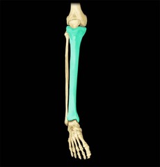 <p>larger bone of the lower leg</p>