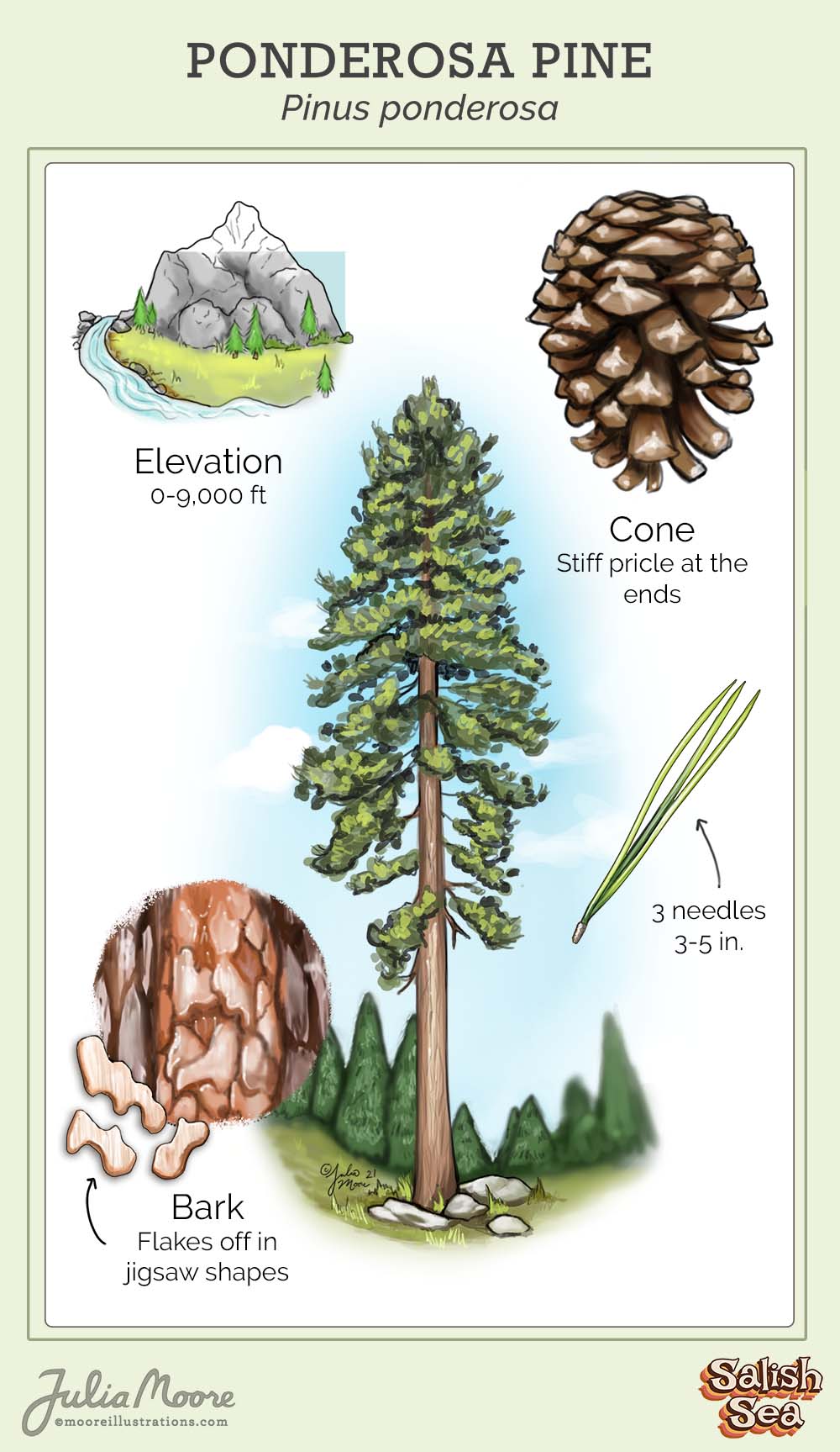 <p>pinus ponderosa</p><p>characteristics: long 3 fasicle needles, thick bark, sparse tree, low surface area of leaves</p>