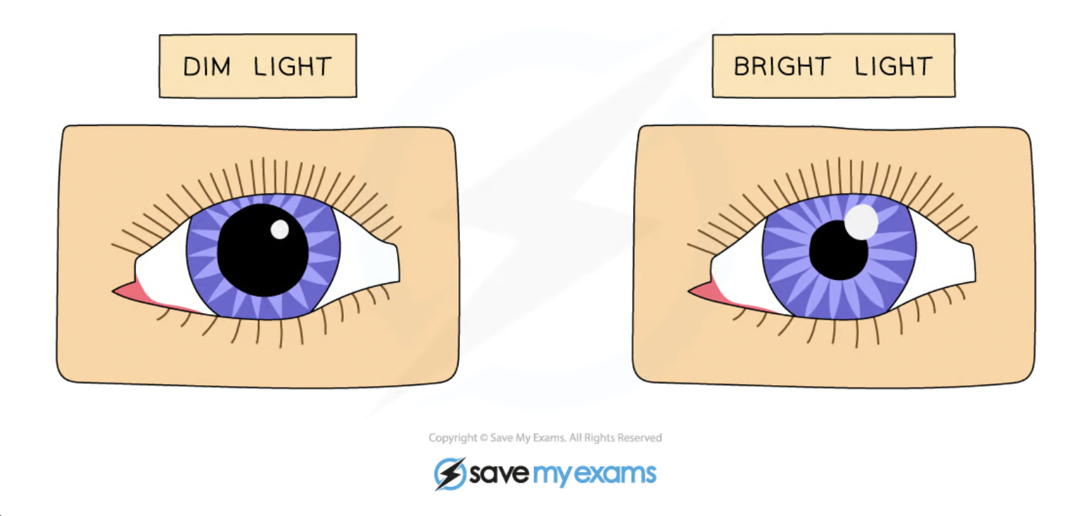 <ul><li><p>The pupil reflex is an example of a reflex action; its role is to control the light that enters the eye by altering the pupil diameter</p><ul><li><p>In <strong>dim light</strong> the pupil <strong>dilates</strong>&nbsp;in order to allow as much light into the eye as possible</p></li><li><p>In <strong>bright light</strong> the pupil <strong>constricts</strong>&nbsp;in order to prevent too much light entering the eye and damaging the retina</p></li></ul></li></ul><p></p>