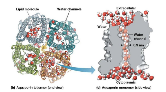 <ul><li><p>Tetrameric integral membrane proteins</p></li><li><p>4 central channels</p></li><li><p>Just large enough for water molecules to pass through one at a time</p></li></ul><p></p>