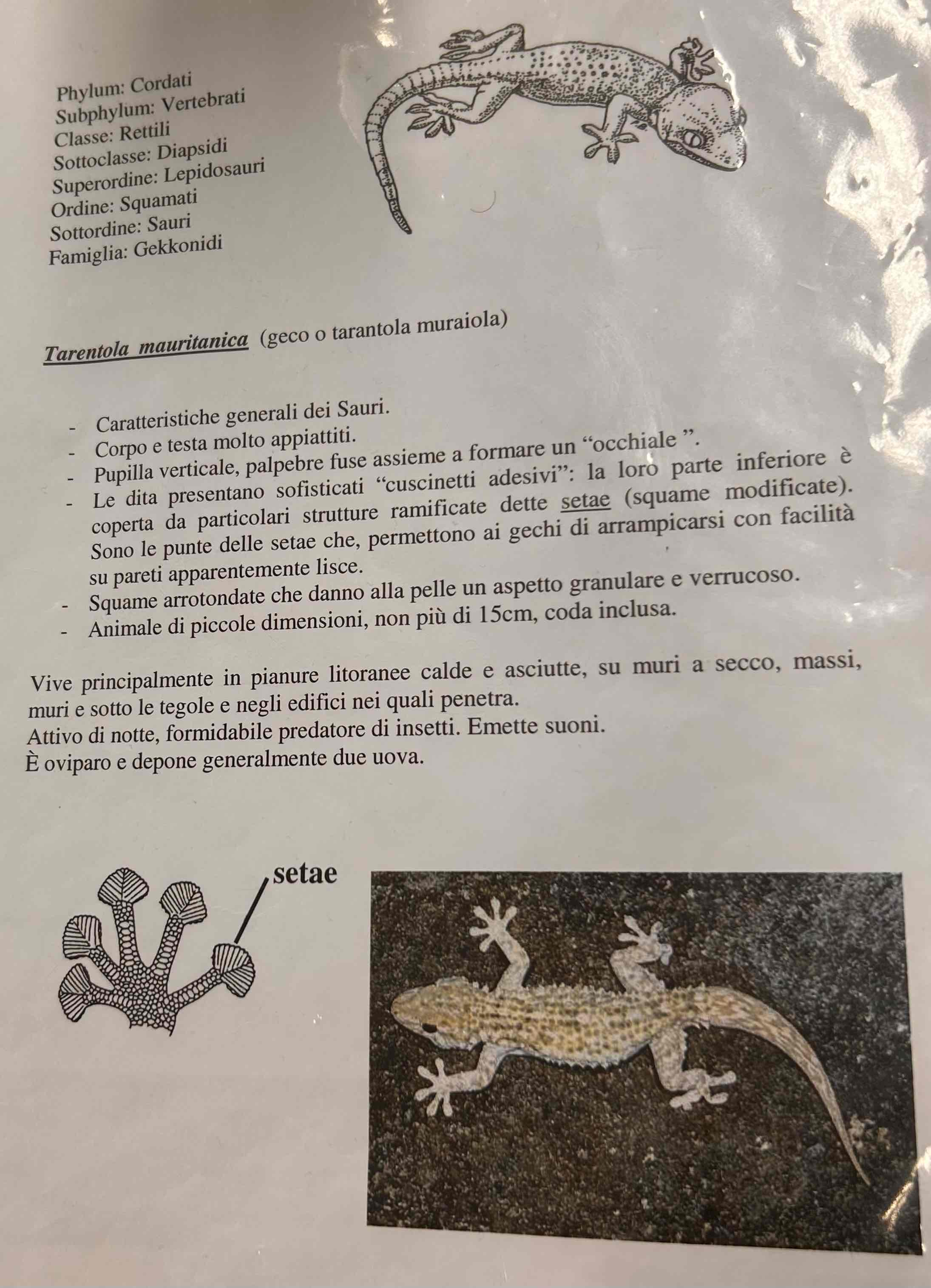 <p>Cordati</p><p style="text-align: start">Vertebrati</p><p style="text-align: start">Gnatostomi</p><p style="text-align: start">Tetrapodi</p><p style="text-align: start">Rettili</p><p style="text-align: start">Lepidosauria</p><p style="text-align: start">Squamati</p><p style="text-align: start">(Sauri)</p><p style="text-align: start">Tarantola Mauritania [geco]</p>