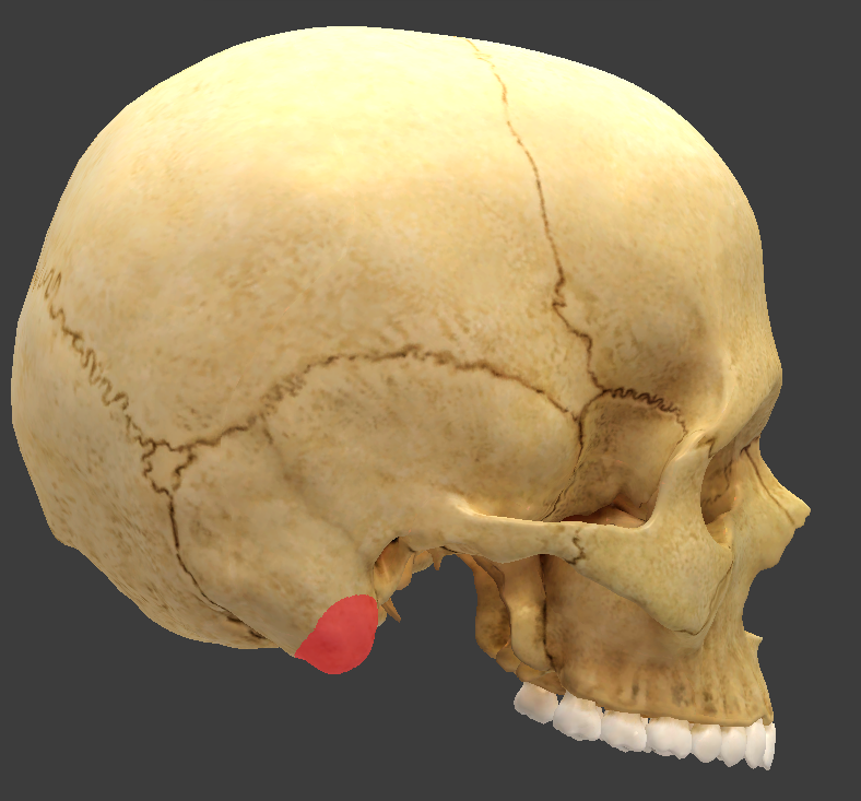 <p>What structure is highlighted in red?</p>