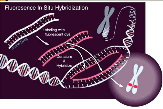 Fluoresence in situ Hybridization
- Using fluorescently labeled DNA probes, can identify cellular or chromosomal location of a sequence of interest
- Requires large stretches of DNA 
- Heat up and denature a sample 