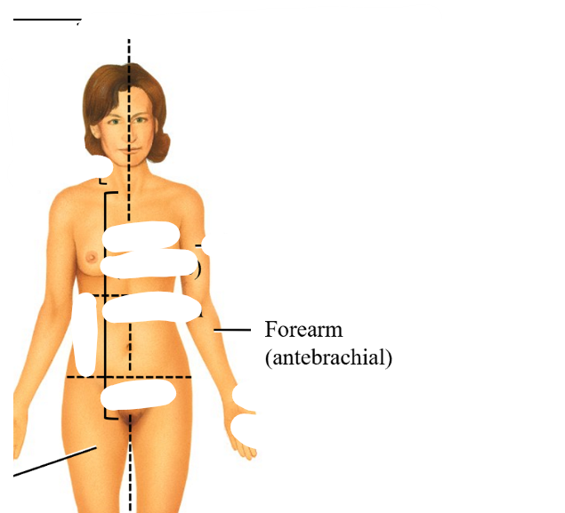 <p>antebrachial</p>