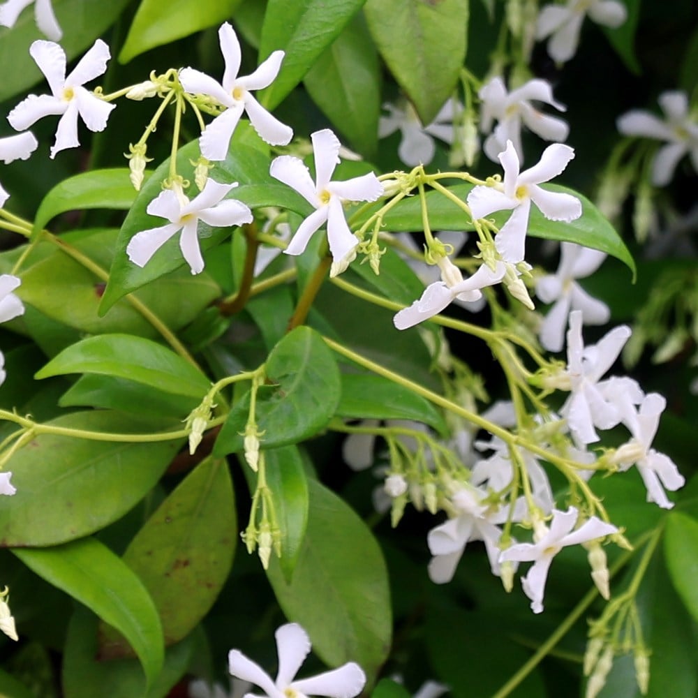 <p>Trachleospermum jasminoides </p>