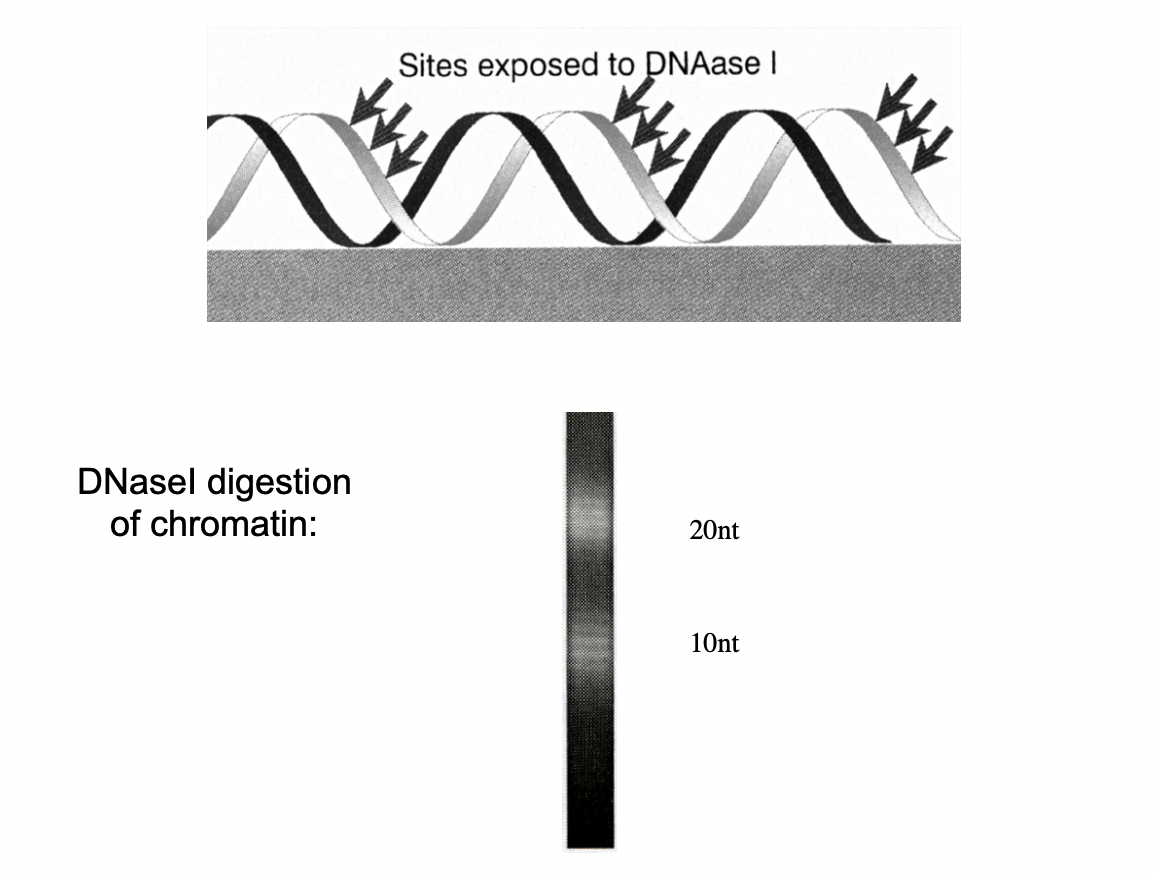 <ul><li><p>the DNA is wrapped around the <strong>surface</strong> of the histone core octamer</p><ul><li><p>it is around the outside surface of the histone</p></li><li><p>not surrounded by the histone</p></li><li><p>this is beecause we got<strong> regular</strong>&nbsp;strands from this digestion</p></li></ul></li></ul><p></p><p><em>Digest the DNA with histone attached and see wht DNA is available→ with further digestion, will be on surface if there</em></p><ul><li><p>we get regular stands which means that it is turned 2 ½ times around the histone</p></li><li><p>so must be on the surface</p></li></ul><p></p>