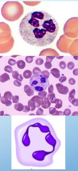 <p>neutrophils</p>