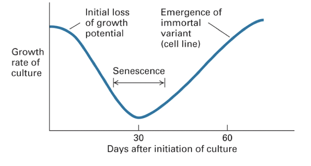has a dip at around 30 days of initiation of culture 