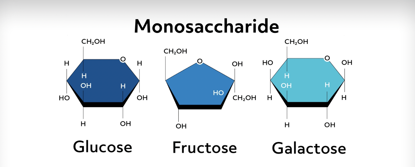 <p>Monosaccharides or “Simple Sugars”</p>