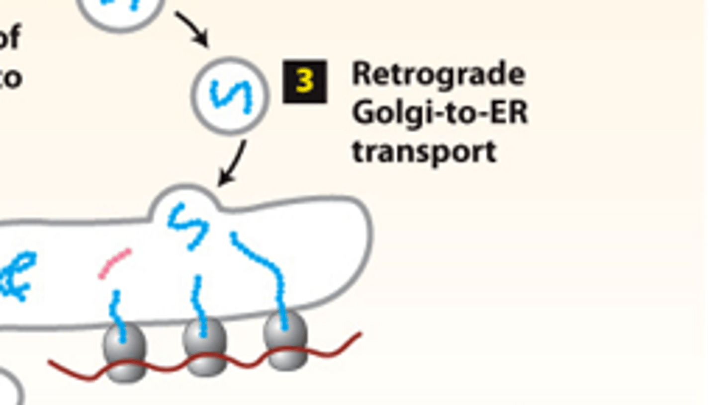 <p>secretory pathway, protein trafficking (stage 2): step 3--ER enzymes or structural proteins--retrieved to the ER by vesicles that bud from the cis-golgi and fuse with the _________</p>