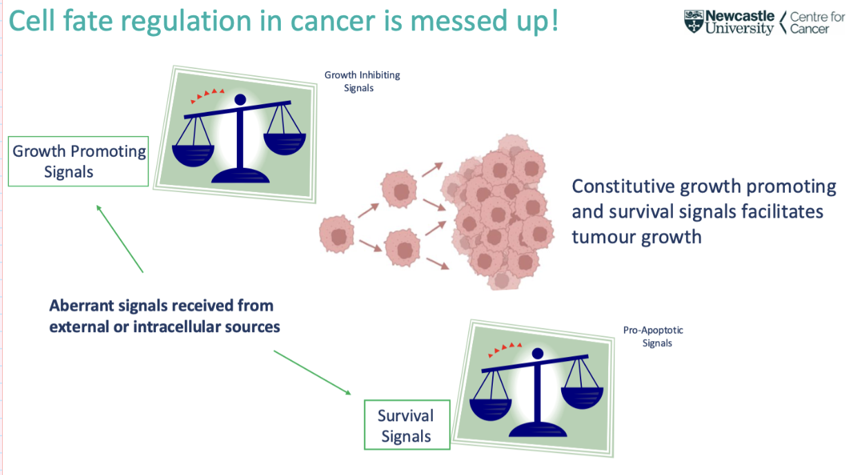 <p><span style="background-color: inherit; line-height: 22px; color: windowtext;"><span>In cancer- survival and growth signals outweigh the inhibitory- tumour masses</span></span><span style="line-height: 22px; color: windowtext;"><span>&nbsp;</span></span></p>