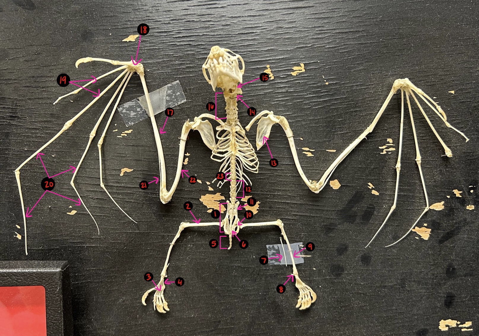 <p>Bat skeleton- 5</p>