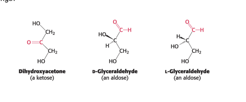 <ul><li><p>simplest carbohydrates </p><ul><li><p>carbohydrates = <strong>carbon-based</strong> molecules high in <strong>OH</strong> groups</p><ul><li><p>empirical formula = <strong>(CH<sub>2</sub>O)<sub>n</sub></strong></p></li><li><p>can have additional groups or modifications</p></li><li><p>better described as polyhydroxy aldehydes and ketones (and their derivatives)</p></li></ul></li></ul></li><li><p>monosaccharides are <strong>aldehydes or ketones</strong> that contain <strong>2 or more</strong> <strong>OH</strong> groups</p></li><li><p>smallest monosaccharides composed of <strong>3 carbons</strong></p></li><li><p>monosaccharides exist in many isomeric forms</p></li><li><p>also known as “simple sugars”</p></li><li><p>monosaccharides = carbohydrates that are <strong>3-7 carbons</strong> in length</p></li></ul><p></p>