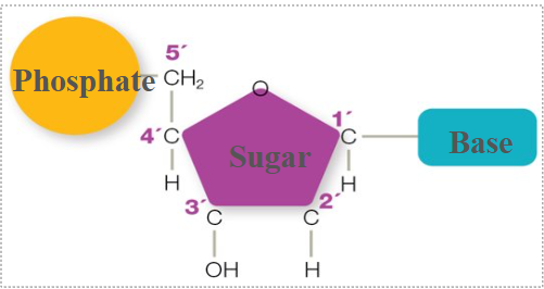 <p>3’ carbon of a sugar</p>