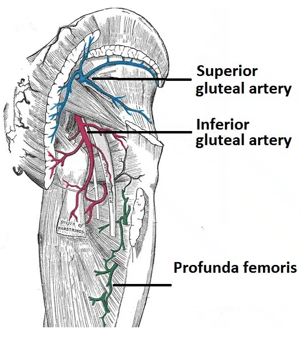 <ul><li><p>superior to the piriformis </p></li><li><p>travels along with the superior gluteal nerve</p></li></ul><p></p>