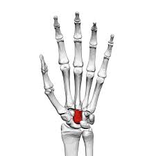 <p>in the center of the carpal bone, at distal end of the radius and ulna</p>