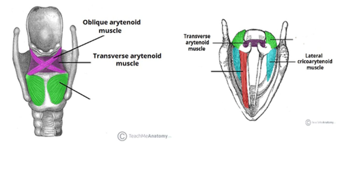 <p>Lateral cricoarytenoid m, transverse arytenoid & oblique arytenoid m.</p>