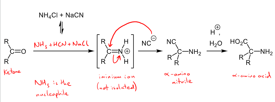 <ul><li><p>they can react with nucleophiles to form other functional groups - the aprtially positive carbon in the C=N is attacked </p></li><li><p>E.g. Strecker synthesis of alpha amino acids </p></li></ul><p></p>