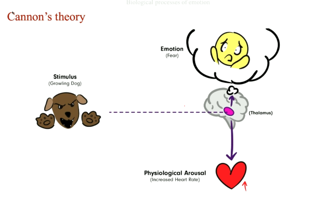 <ul><li><p>Look at model in picture</p></li><li><p>Brain(thalamus) registers stimulus → produces the arousal and the emotion</p></li><li><p>bodily sensations co-occur with emotions, yet independent</p></li><li><p>autonomic specificity doesn&apos;t exist (one-arousal-fits-all model)</p><p></p></li></ul>