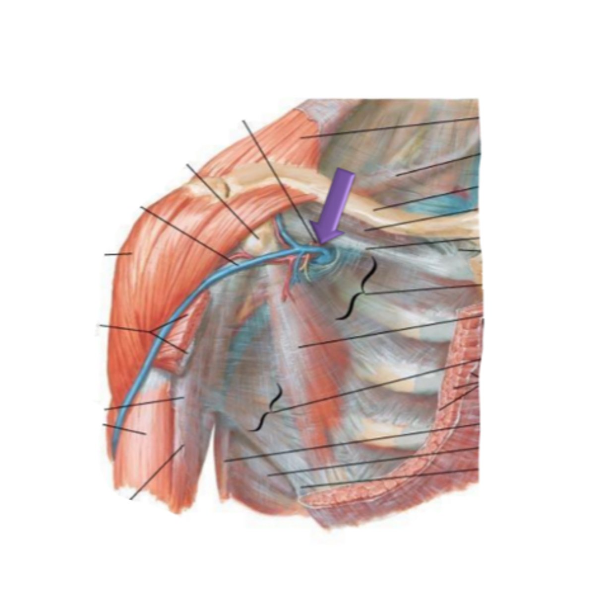 <p>identify the structure(s) indicated by the arrow</p>