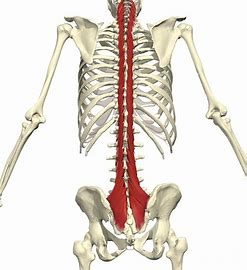 <p>extension of vertebral column, rotation, lateral flexion = posture</p>