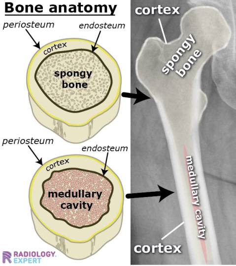 <p>What are the<strong> structural components</strong> of bone?</p>