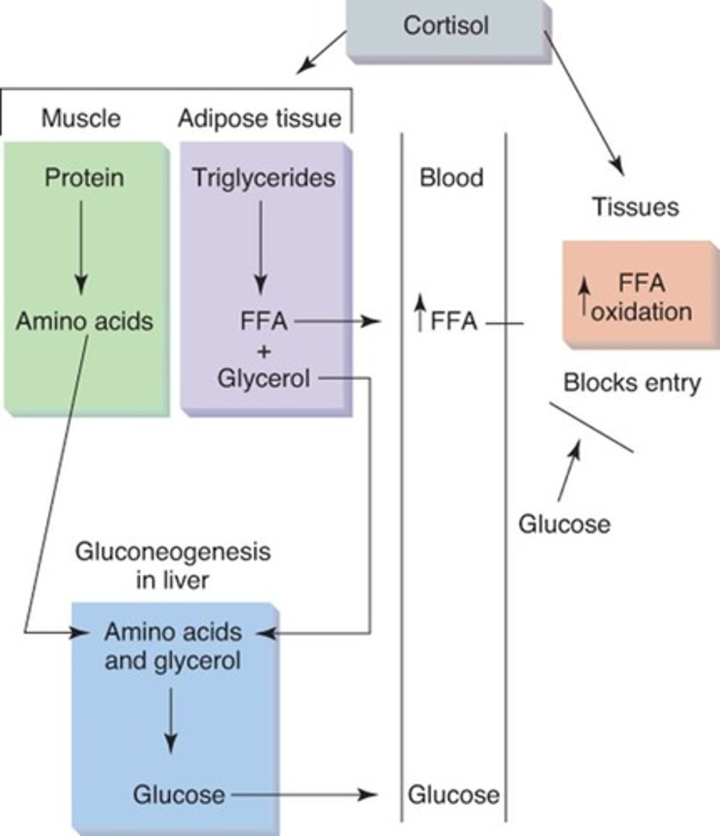 <p>Cortisol maintains plasma glucose by promoting protein breakdown and stimulating fatty acid mobilization.</p>