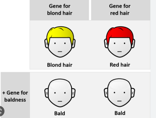 one gene altering the expression of another gene