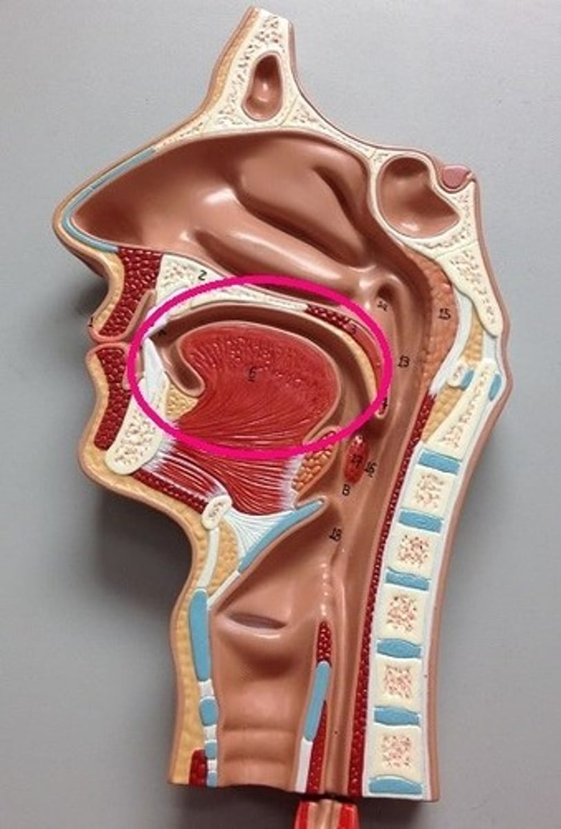 <p>Inner space of the mouth</p>