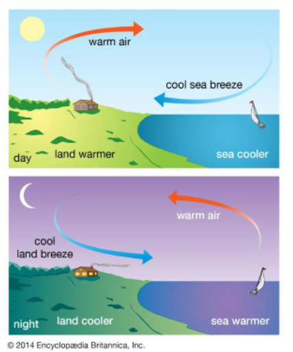 Sea and land breezes occur near the shores of large lakes. 
Sea breeze - Sea to land 
Land breeze - Land to sea
Sea breeze front: Clouds
- boundary between the cool, stable sea-breeze flow and the hot, unstable winds over land.