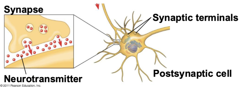 <p>the cell receiving the signal</p>