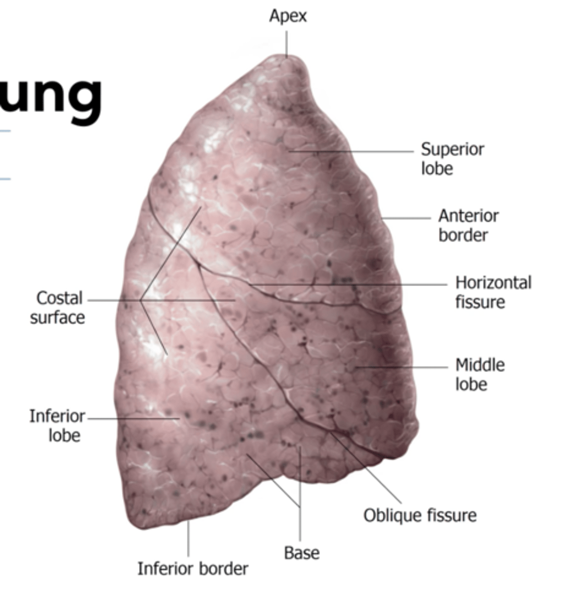 <p>3 lobes: superior, middle and inferior</p><p>2 fissures that separate the lobes: horizontal and oblique</p>