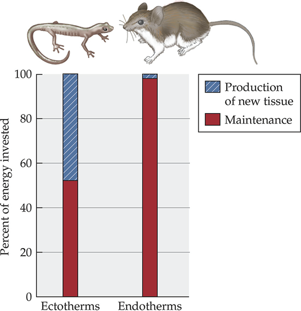 <p>Endotherms: &gt;90% of energy maintaining body temp</p><p>Ectotherms: ~50% to production of biomass (new tissue), the other 50% to maintenace</p>