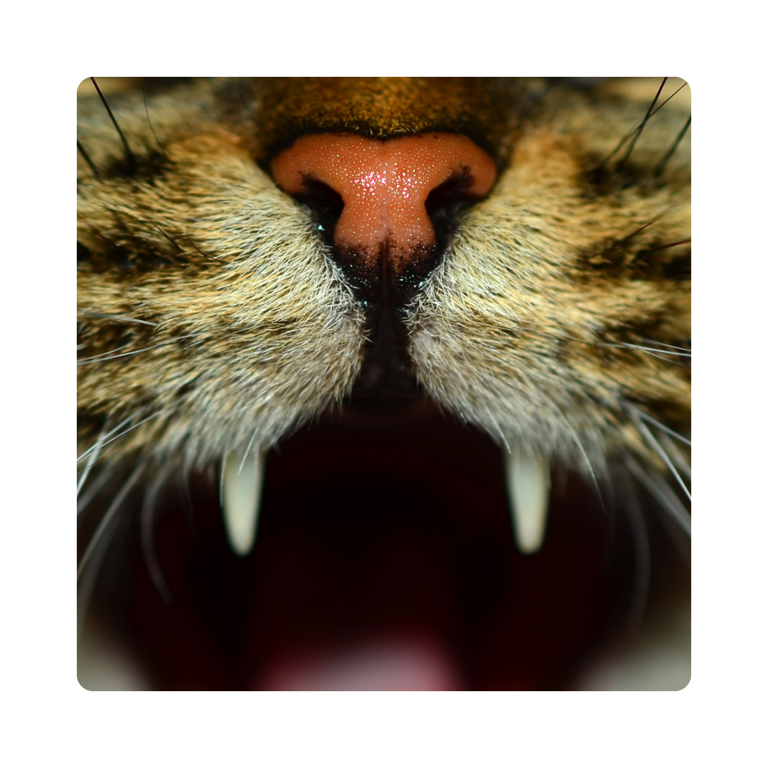 <p><span>Some snakes have </span><strong>fangs</strong><span> to help them catch their prey.</span></p>