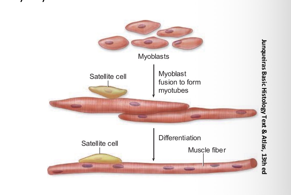 <p>A long</p><p>cylindrical</p><p>multinucleated </p><p>cell formed by the fusion of myoblasts.</p><p>Associated with bones</p>