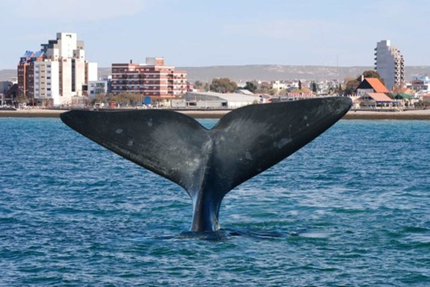 <p>Puerto Madryn</p>