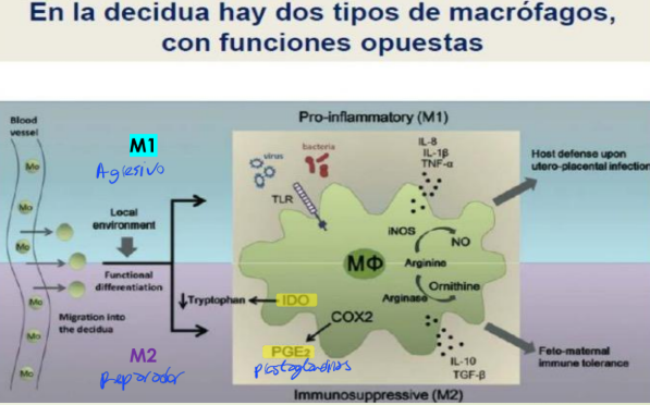 <p>Sintetiza hormonas citoquinas</p><ul><li><p>Prolactina</p></li><li><p>Cortisol</p></li></ul><p></p>