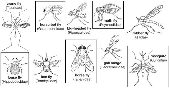 <p>Identify (Grouping(s), Phylum, Subphylum, Class, Order)</p>