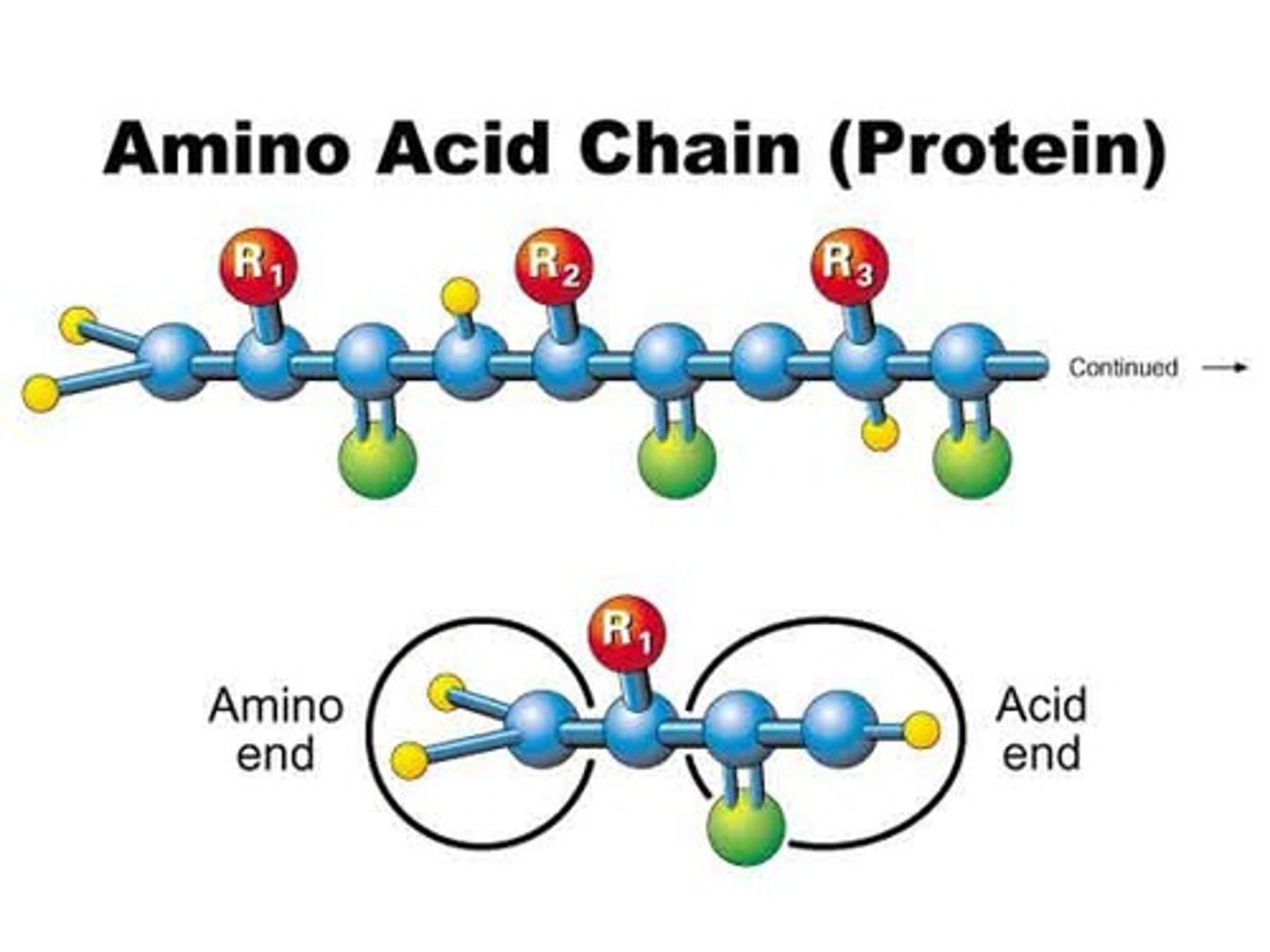 <p>molecules composed of amino acids joined by peptide bonds</p>