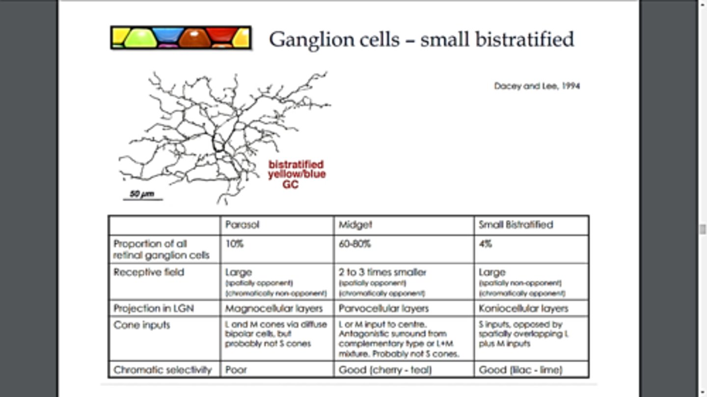 <p>type of ganglion cells that synapse with S-cone bipolar cells; moderate photoreceptor convergence</p>