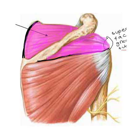 <p>What muscle is indicated?</p>