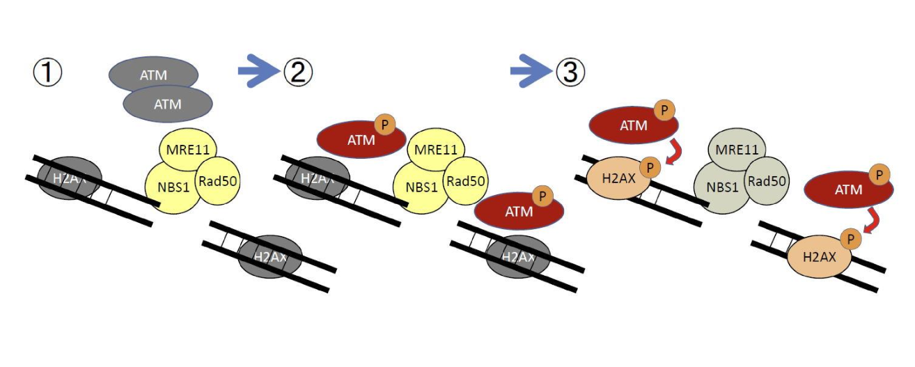 <p>ATM is recruited my MRN complex, and then ATM phosphorylates itself to activate</p>