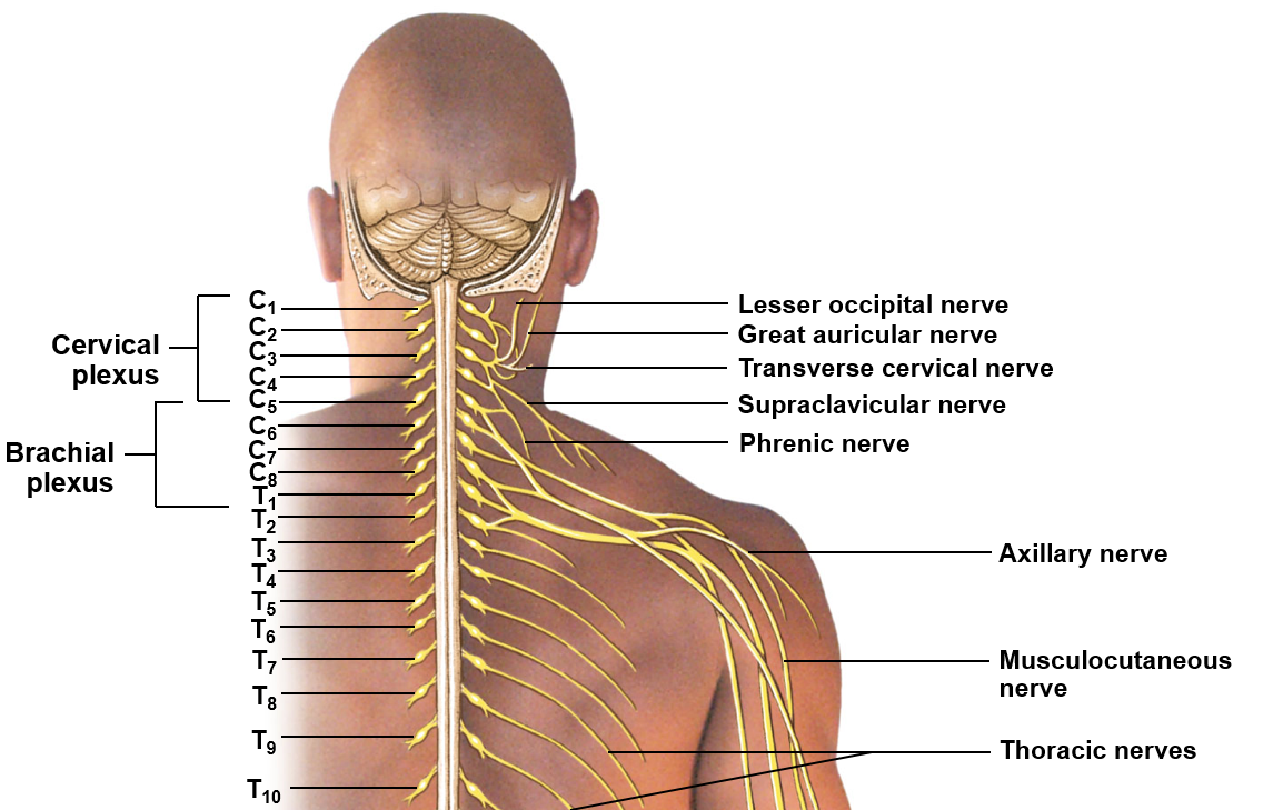 <p>Cervical plexus</p>