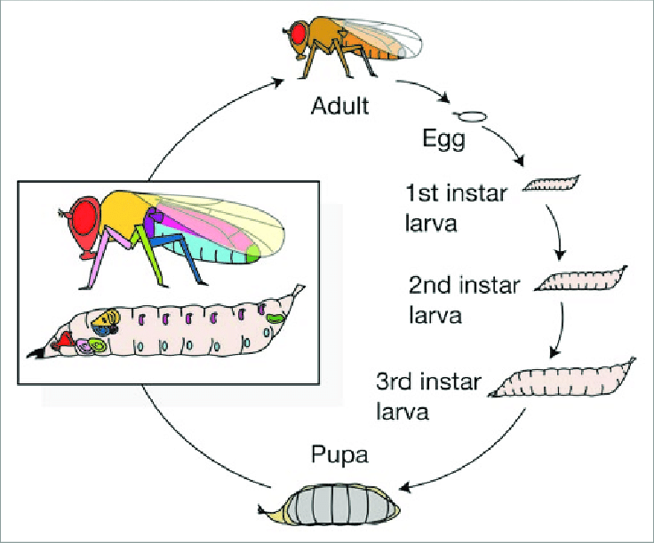 <p><span>the developmental stage between two successive molts</span></p>