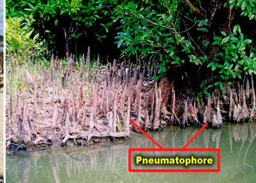 <p>specialized aerial roots that evolved in certain plants growing in swamps and marshes for gas exchange</p>
