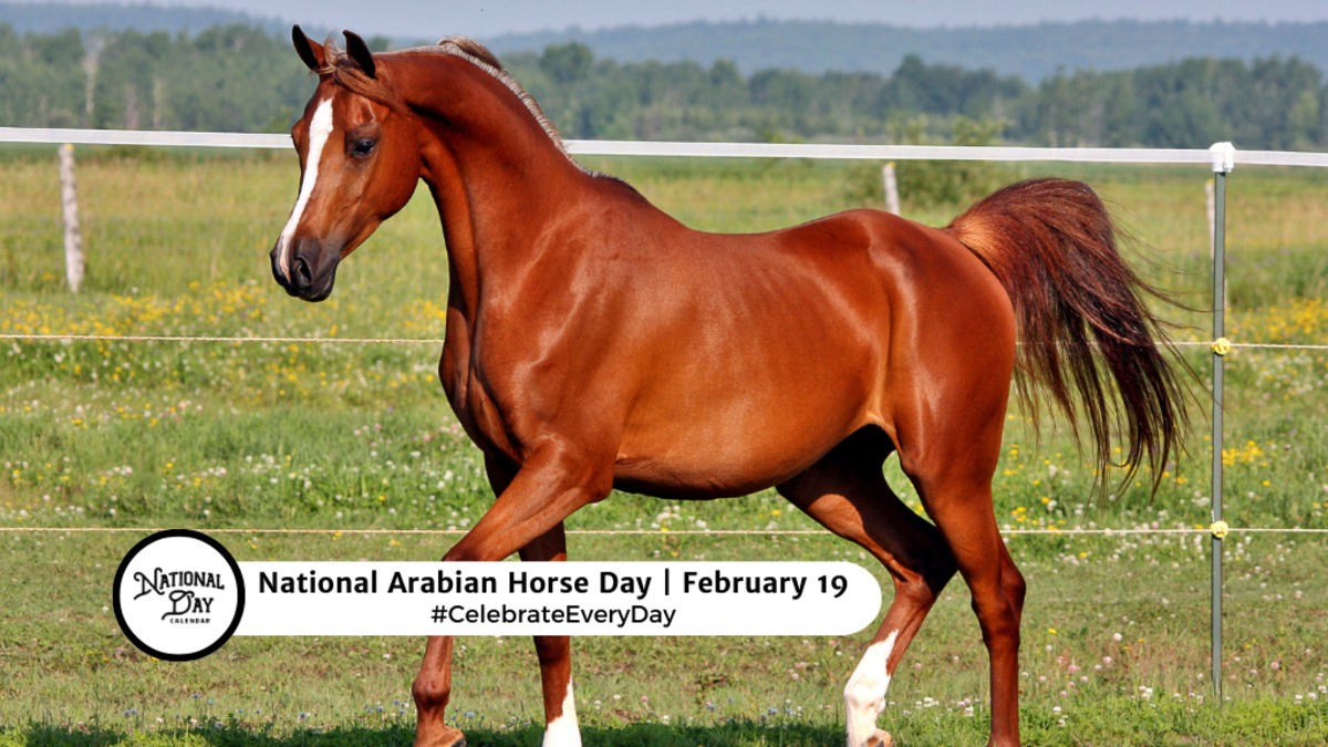 <p>Arabian</p>