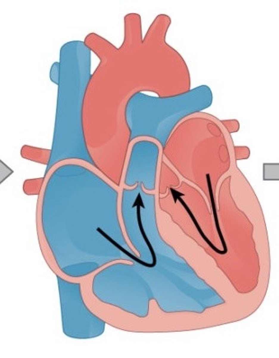 <p>Low pressure blood flows into r and l atria from pulmonary veins and vena cava</p><p>Atrioventricular valves open due to high bp in atria</p><p>Blood flows into ventricles as atria walls contract</p>
